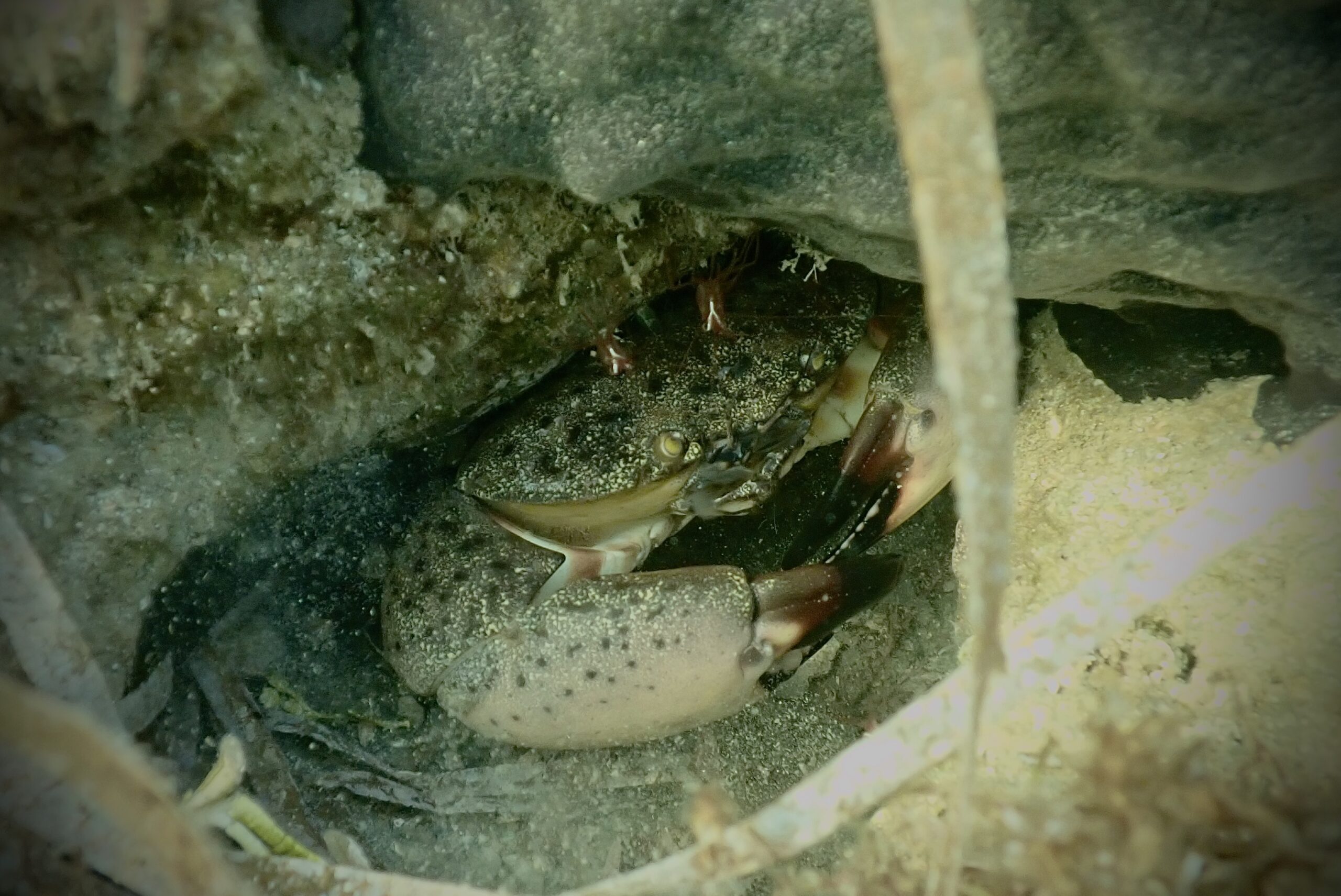 Scallop Charter in Ocala, FL