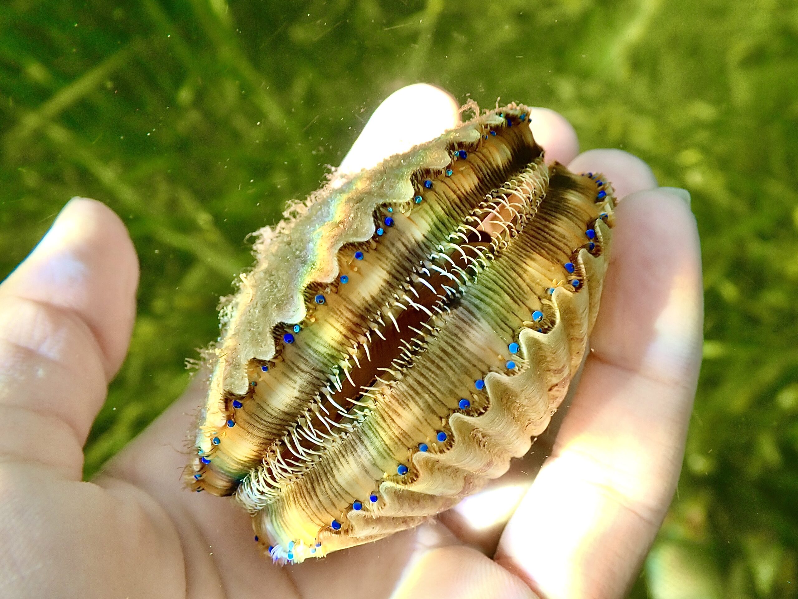 Scallop Charter in Orlando, FL