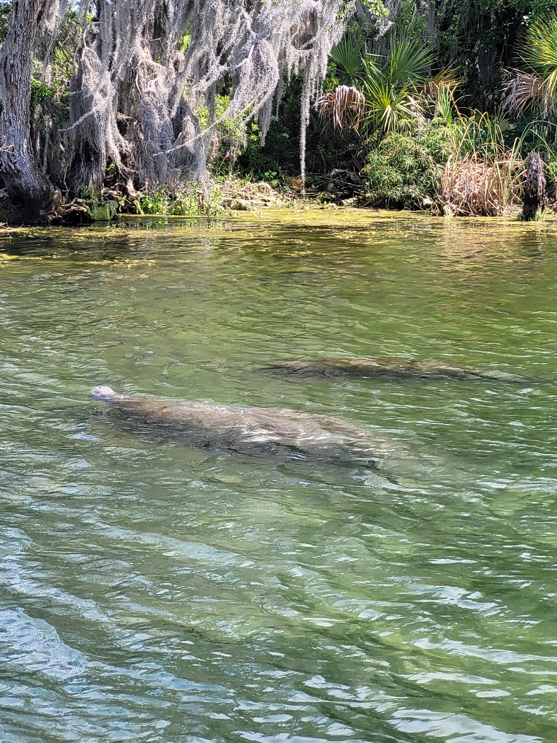 Scallop Charter in Crystal River, FL
