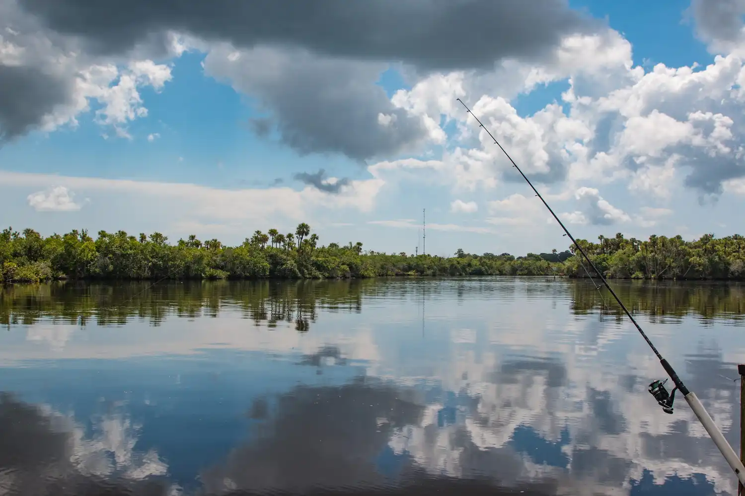 Scallop Charter in Fort Myers, FL