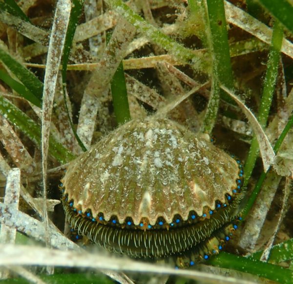 P6260002-768x1024 (1)